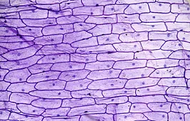 Клетка лука под микроскопом