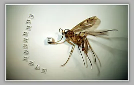 Что покажет музей микроминиатюр