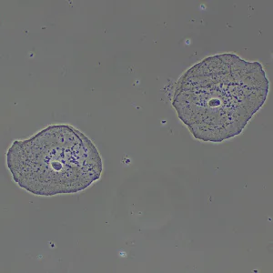 Фазово-контрастное устройство MAGUS PH2, изображение 15