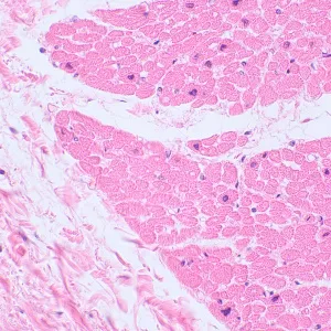 Микроскоп биологический MAGUS Bio 230TL, изображение 21