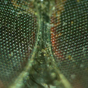 Микроскоп стереоскопический MAGUS Stereo A18T, изображение 5