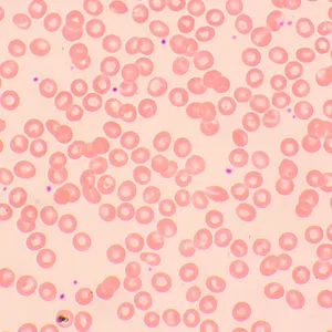 Микроскоп биологический MAGUS Bio 250BL, изображение 19