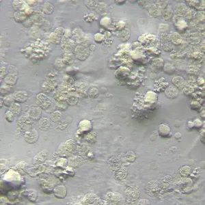 Устройство MAGUS HCM360 для работы методом контраста Хоффмана с набором объективов, изображение 15