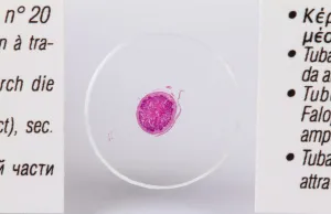 Набор микропрепаратов Konus 25: «Человеческое тело», изображение 8