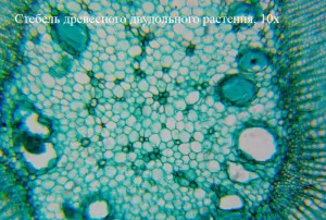 Видеоокуляр ToupCam 0,8 Мпикс (UHCCD00800KPA), изображение 5