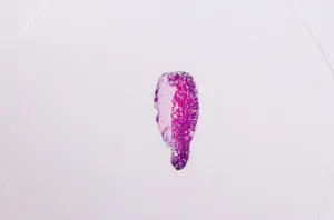 Набор микропрепаратов Konus 25: «Человеческое тело», изображение 6