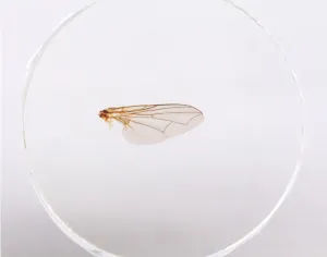 Набор микропрепаратов Konus 10: «Биология» (часть 1), изображение 4