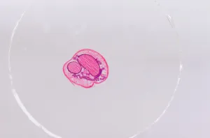 Набор микропрепаратов Konus 15: «Размножение беспозвоночных», изображение 6